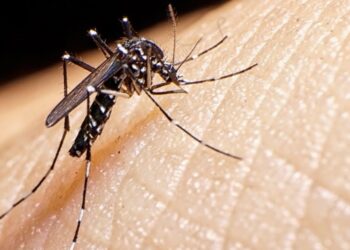 Crisis por incremento del dengue en America Latina