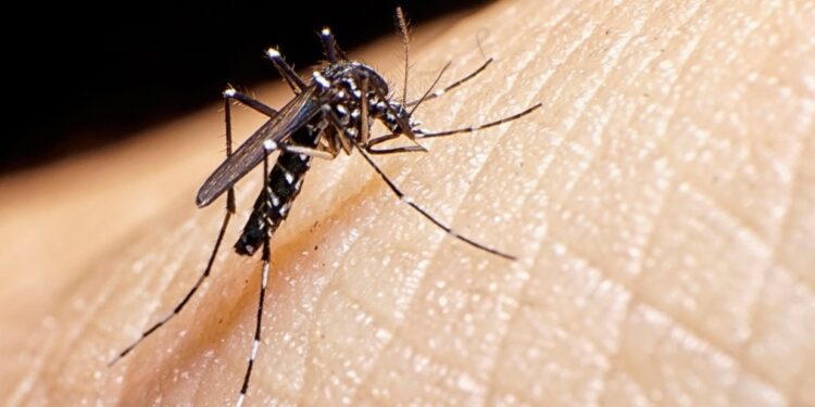 Crisis por incremento del dengue en America Latina