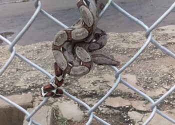 La basura y las lluvias desatan crisis de animales exóticos en Maracaibo