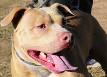 Mensajera del servicio de correos en Uruguay sufre ataque por dos pitbulls