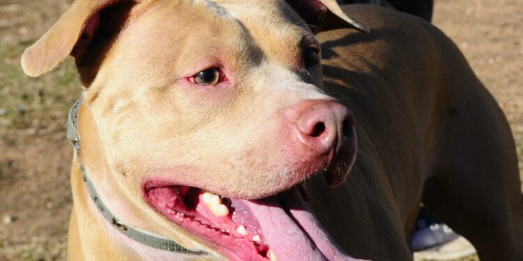 Mensajera del servicio de correos en Uruguay sufre ataque por dos pitbulls