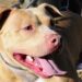 Mensajera del servicio de correos en Uruguay sufre ataque por dos pitbulls