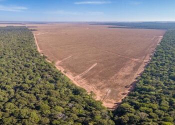 Brasil busca combatir y prohibir la deforestación ilegal de la Amazonía