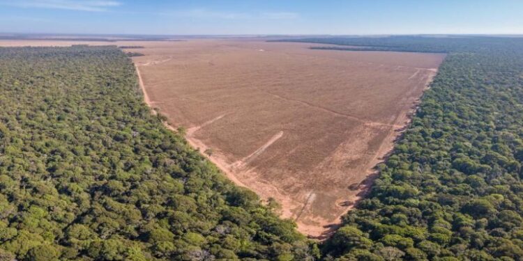 Brasil busca combatir y prohibir la deforestación ilegal de la Amazonía