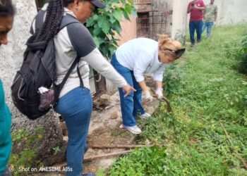 La dirección regional de Salud Ambiental realizó una nueva recolección de caracoles africanos