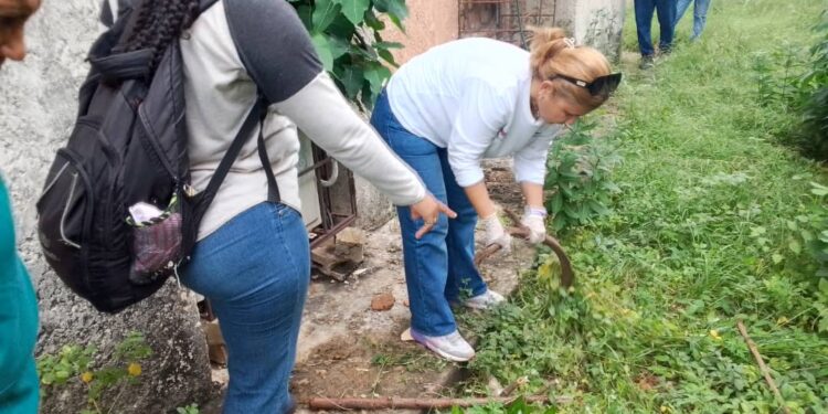 La dirección regional de Salud Ambiental realizó una nueva recolección de caracoles africanos