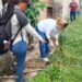 La dirección regional de Salud Ambiental realizó una nueva recolección de caracoles africanos