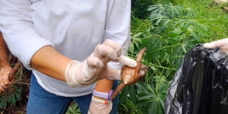 Gobernación del Zulia realiza campaña preventiva sobre el caracol gigante africano