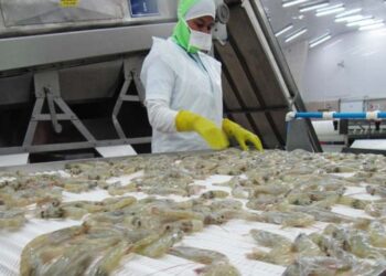 Venezuela se Consolida como Potencia Camaronera Décimo Exportador Mundial