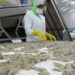 Venezuela se Consolida como Potencia Camaronera Décimo Exportador Mundial