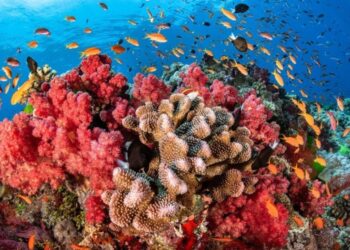 Instituto Venezolano de Investigaciones Científicas avanza en proyecto para proteger arrecifes coralinos