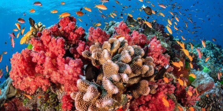 Instituto Venezolano de Investigaciones Científicas avanza en proyecto para proteger arrecifes coralinos