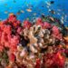 Instituto Venezolano de Investigaciones Científicas avanza en proyecto para proteger arrecifes coralinos