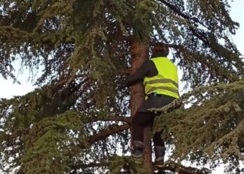 Una mujer detiene la tala de un árbol en Madrid tras pasar siete horas aferrada a él