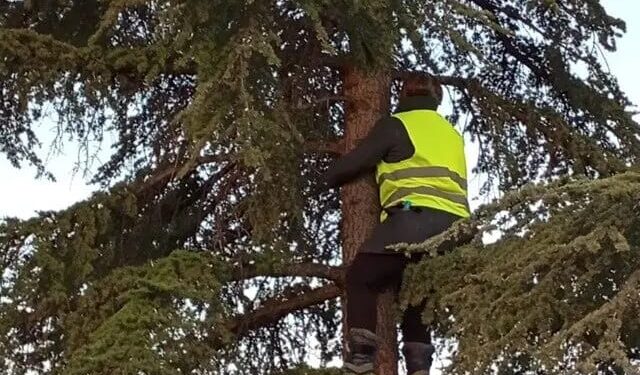 Una mujer detiene la tala de un árbol en Madrid tras pasar siete horas aferrada a él