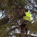 Una mujer detiene la tala de un árbol en Madrid tras pasar siete horas aferrada a él