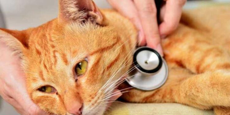 Alarma en Lara! Misteriosa Ola de Envenenamientos Masivos de Gatos Bajo Investigación