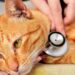 Alarma en Lara! Misteriosa Ola de Envenenamientos Masivos de Gatos Bajo Investigación