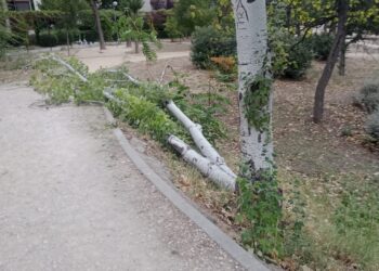 Fuertes vientos en Madrid: se reportan caídas de árboles delgados