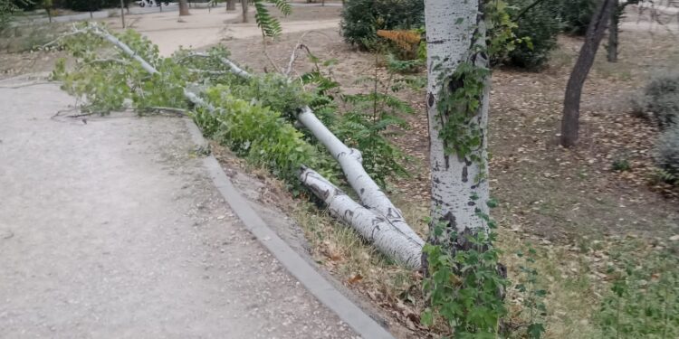 Fuertes vientos en Madrid: se reportan caídas de árboles delgados