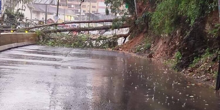 se cae un árbol y cierra la via hacia san Antonio los Teques…..