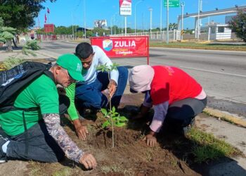 La Gobernación planta árboles autóctonos en el corredor vial La Limpia, de Maracaibo