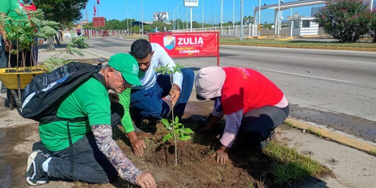 La Gobernación planta árboles autóctonos en el corredor vial La Limpia, de Maracaibo