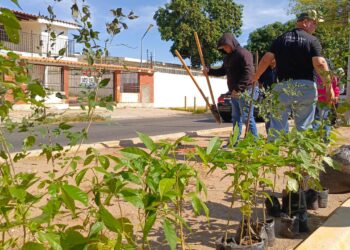 Alcaldía de Maracaibo realizó arborización en prolongación Circunvalación 2