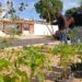 Alcaldía de Maracaibo realizó arborización en prolongación Circunvalación 2