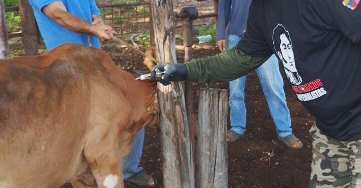 Vacunados más de 2.600 animales contra la fiebre aftosa en Maracaibo