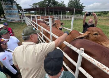 Zulia ocupa primer lugar del país en cobertura de vacunación antiaftosa con 978.000 dosis aplicadas