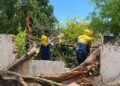 Alcaldía de Maracaibo continúa con operativo de emergencia para recoger árboles caídos