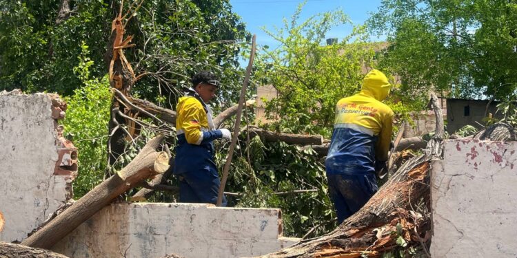 Alcaldía de Maracaibo continúa con operativo de emergencia para recoger árboles caídos
