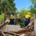 Alcaldía de Maracaibo continúa con operativo de emergencia para recoger árboles caídos