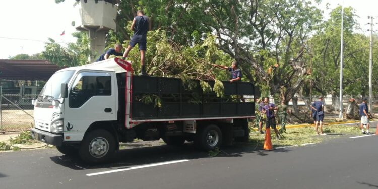 IMA insta a Corpoelec a mesa de trabajo para coordinar planes de poda en Maracaibo